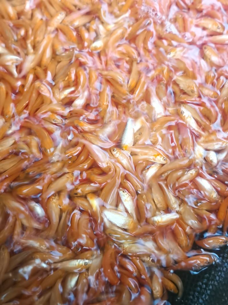 [红鲤鱼苗批发]兴国红鲤鱼鱼苗红鲤鱼苗,厂家直销,一手货源价格0.