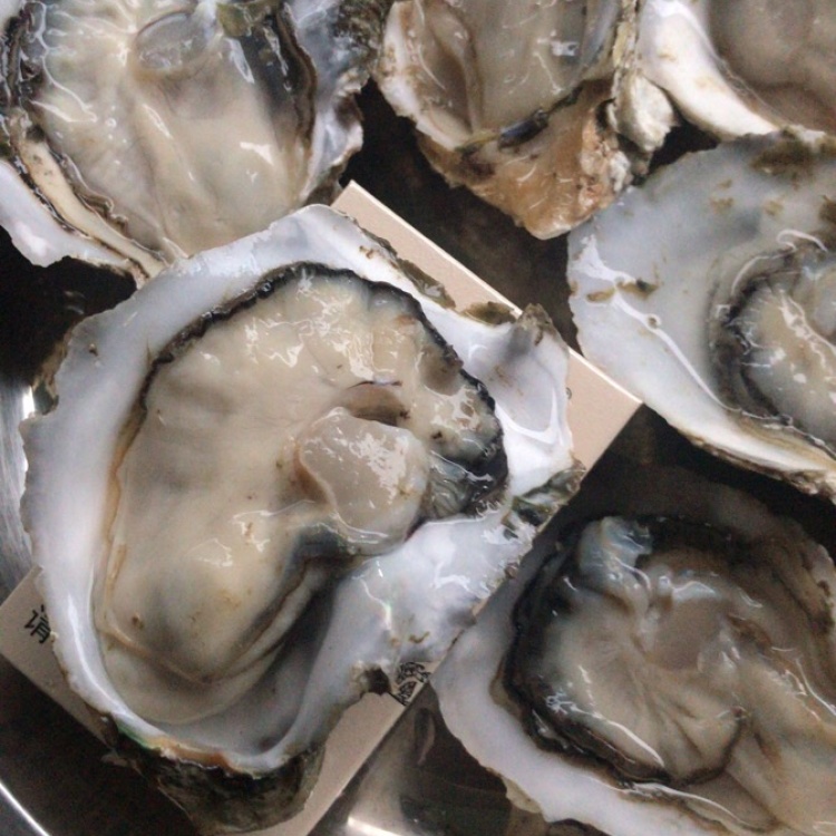 [生蚝批发]北海生蚝〈一到五两〉价格4.50元/斤 - 一亩田