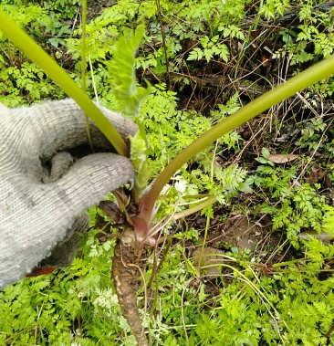 峨参,冷背中药材.纯野生.