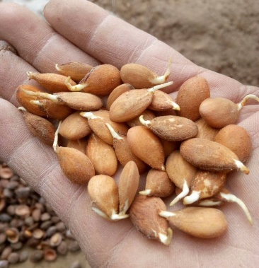 手工精侁毛桃芽种子大量出售