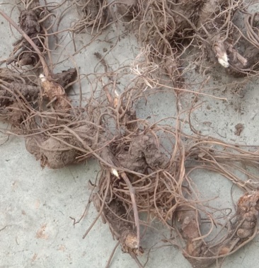 野生北苍术朱砂点苍术香味浓含量高包邮