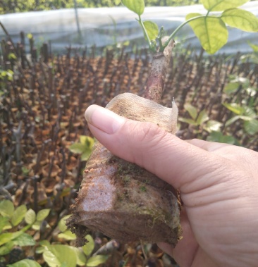 广西正宗药用鸡血藤种苗