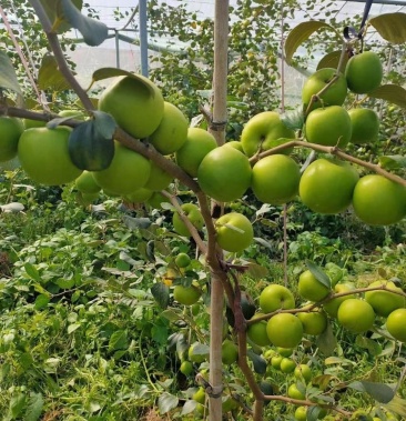 苹果枣树苗春雪蜜枣