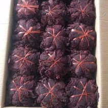紫背天葵中药材批发红天葵紫背天葵草红叶紫背天葵