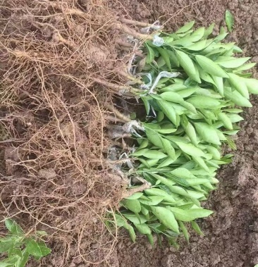 [柑桔苗批发]红柠头茶枝柑新会柑苗陈皮柑苗一级稍,根草好,无病害价格
