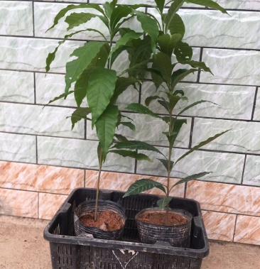 黄晶果苗冬蜜久蜜嫁接苗黄金果加蜜蛋黄果四季挂果盆栽美容地