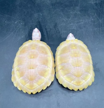 [乌龟批发]变异白巴,个个可爱萌萌哒,品种多,高品质价格680.