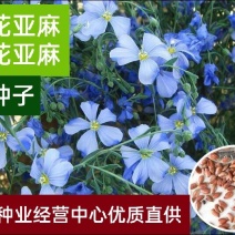 蓝花亚麻花种子耐寒耐旱多年生花海公园花卉庭院景观绿化花籽