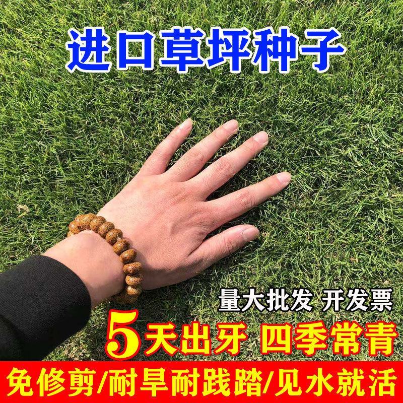 草坪种子多年生四季青马尼拉百慕大地毯草可以四季种子包发芽