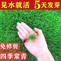 草坪种子多年生四季青马尼拉百慕大地毯草可以四季种子包发芽