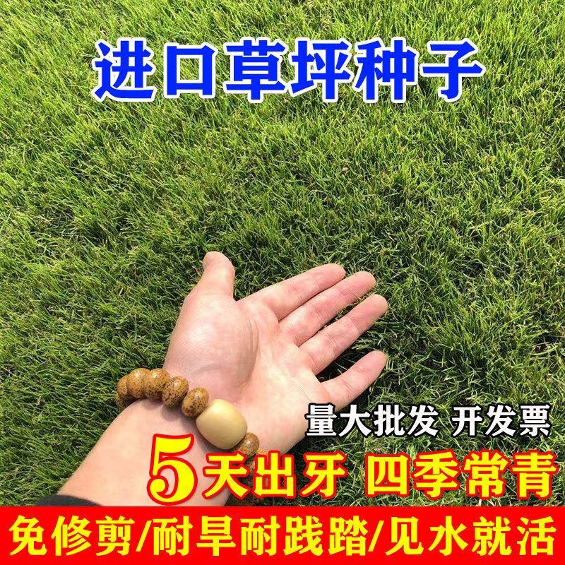 草坪种子多年生四季青马尼拉百慕大地毯草可以四季种子包发芽