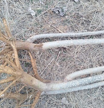 无絮杨3804鲁林9号杨树苗