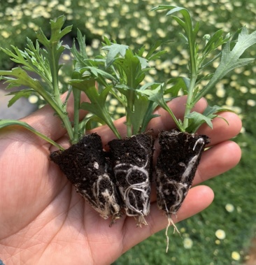玛格丽特种苗,幼苗,基地直销