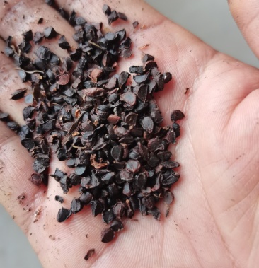 [草花种子批发]花菖蒲,玉蝉花基地直供价格80.00元/斤 - 一亩田