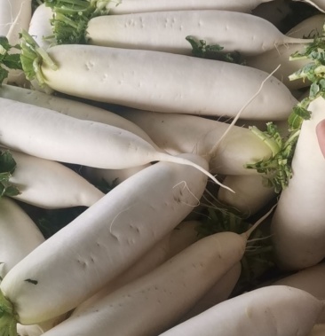 精品韩国白萝卜,条子好,白度好,量大