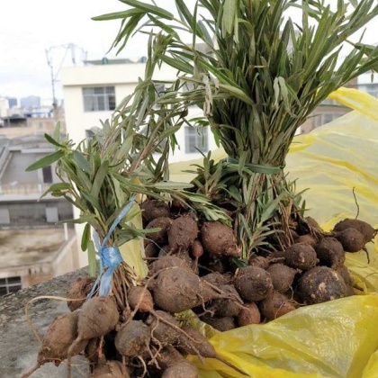 质量保证牛奶根白花牛奶根野生白花牛奶根连南大瑶山纯野生白花牛奶根