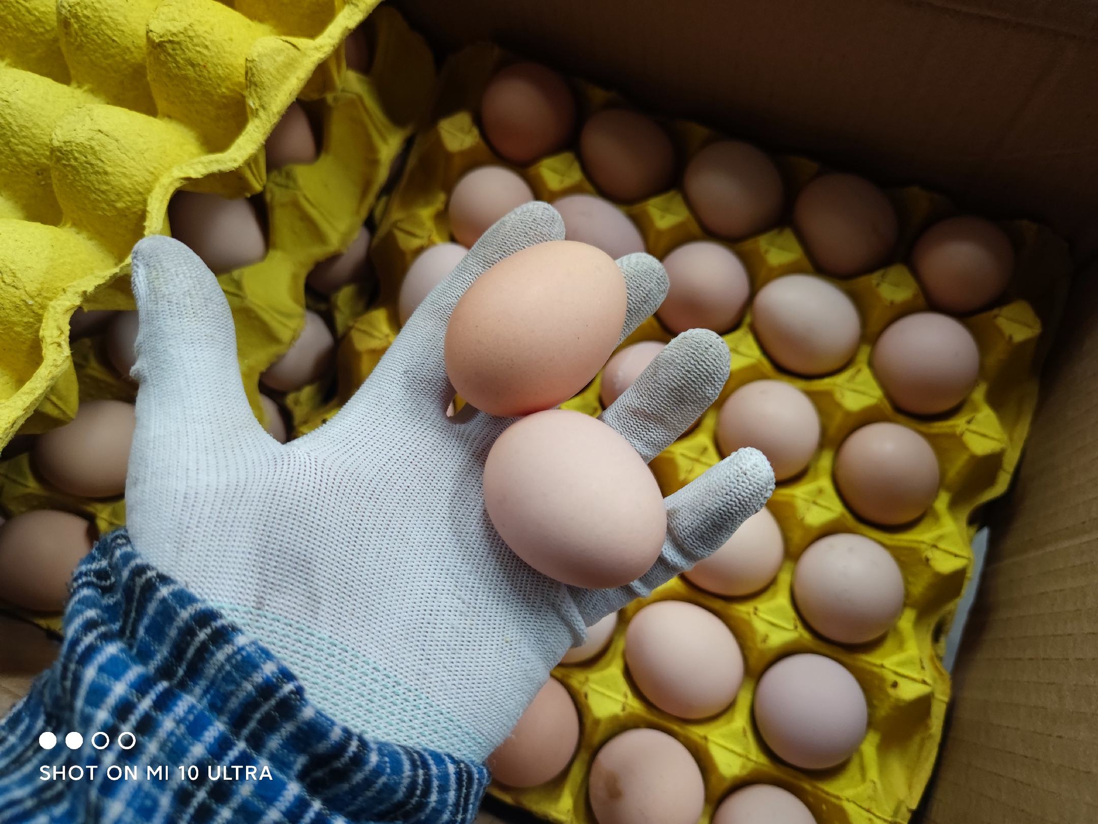 [鸡蛋批发]初生蛋 初生小鸡蛋 预售 要货提前协商,多少量和价格协商