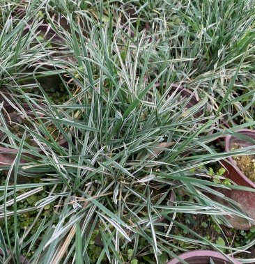 花叶燕麦草 低价出售 视频看货 成活率高