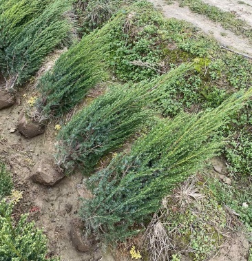 专供河南桧柏3012米300万供应12米7块上车