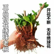 15.8包邮耐寒15年老桩无尽夏绣球花苗盆栽八仙花大花卉