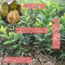 柠檬树苗嫁接苗本地土柠檬苗牛脚子苗