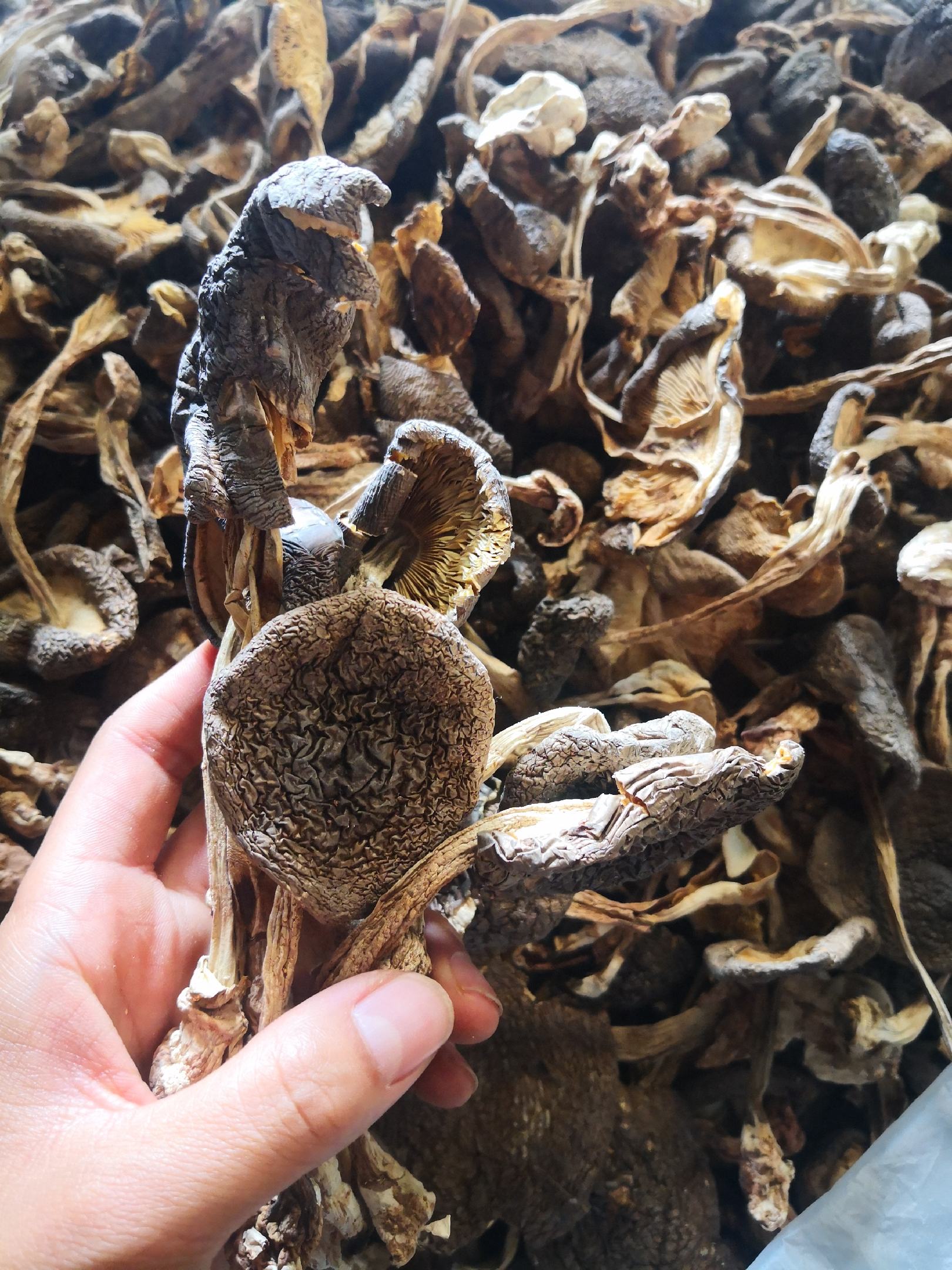 [鸡枞菌批发]野生草鸡枞菌,产地楚雄,一手货源,产地直销价格160.