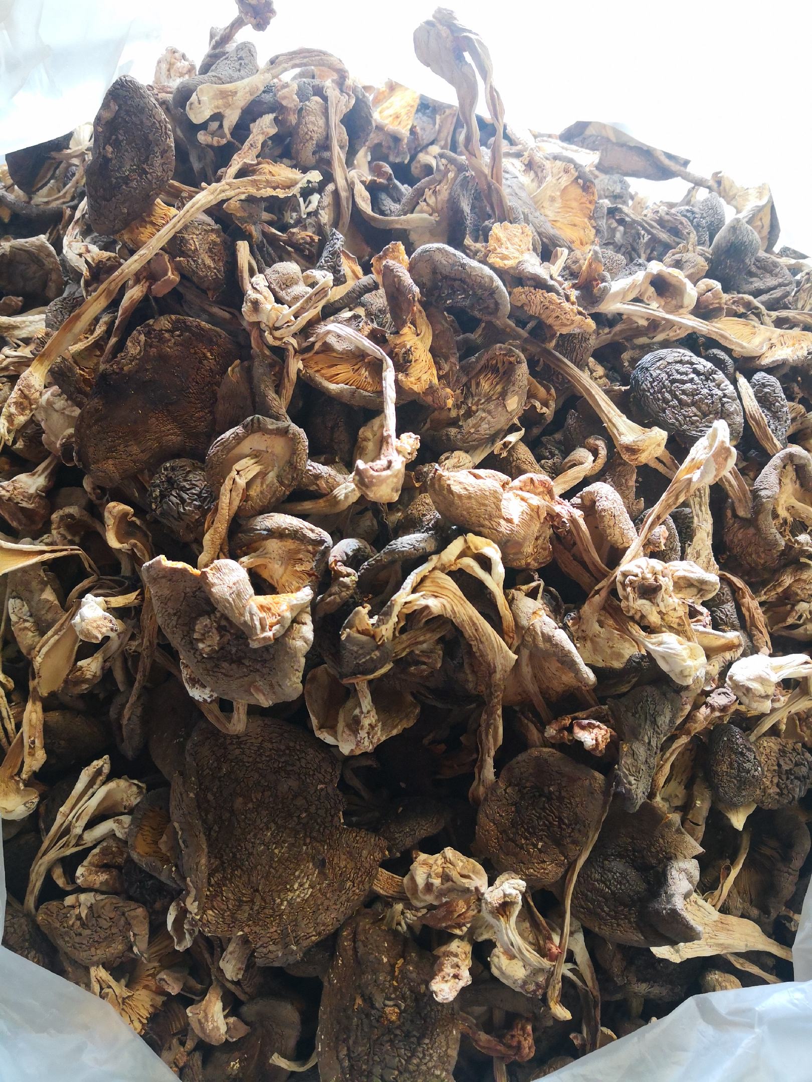 [鸡枞菌批发]野生草鸡枞菌,产地楚雄,一手货源,产地直销价格160.