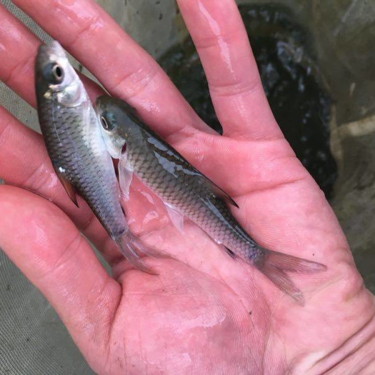 [军鱼苗批发]军鱼苗 中华倒刺鲃 精选品种价格2.50元/个 - 一亩田