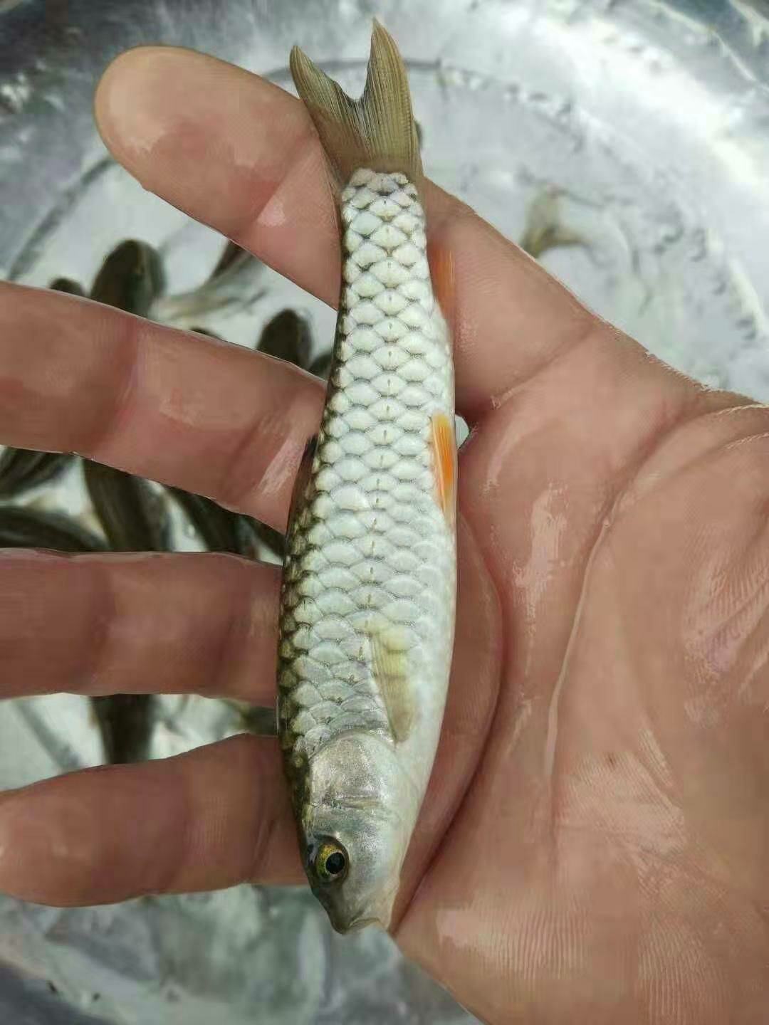 [军鱼苗批发]军鱼苗 中华倒刺鲃 精选品种价格2.50元/个 - 一亩田