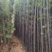 紫竹苗紫竹竹子绿化竹苗竹类植物包技术指导