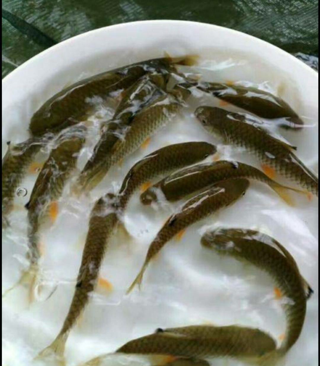 50元/个 - 一亩田