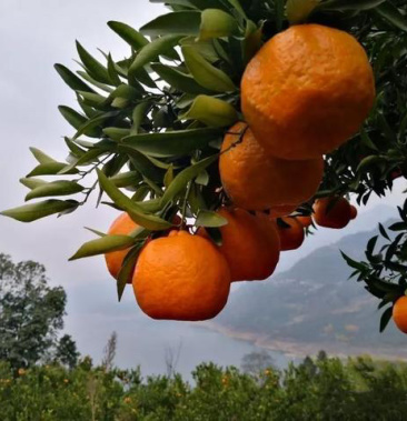 【暂时无货】盖膜晚芦晚椪,味美水分足,大量上市