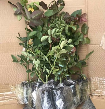 出月季小苗69元包对版苗情好带营养杯特别好养好活