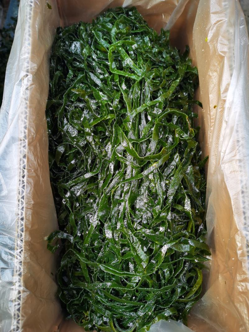 盐渍海带边丝威海市荣成市海带加工厂源头厂家