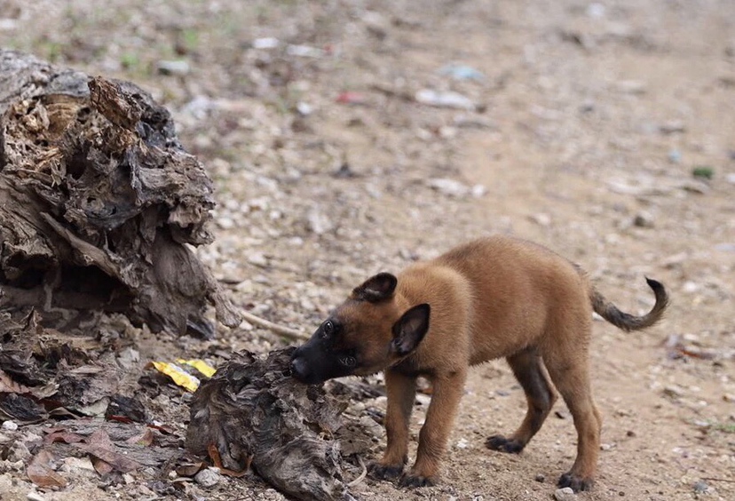 博美犬尝试吃水果