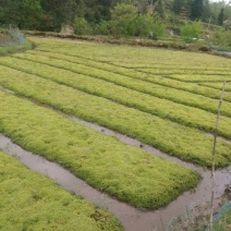 优质，水草，水苔，，