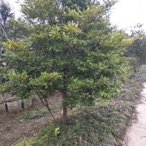 优质蚊母小叶蚊母，农户自销