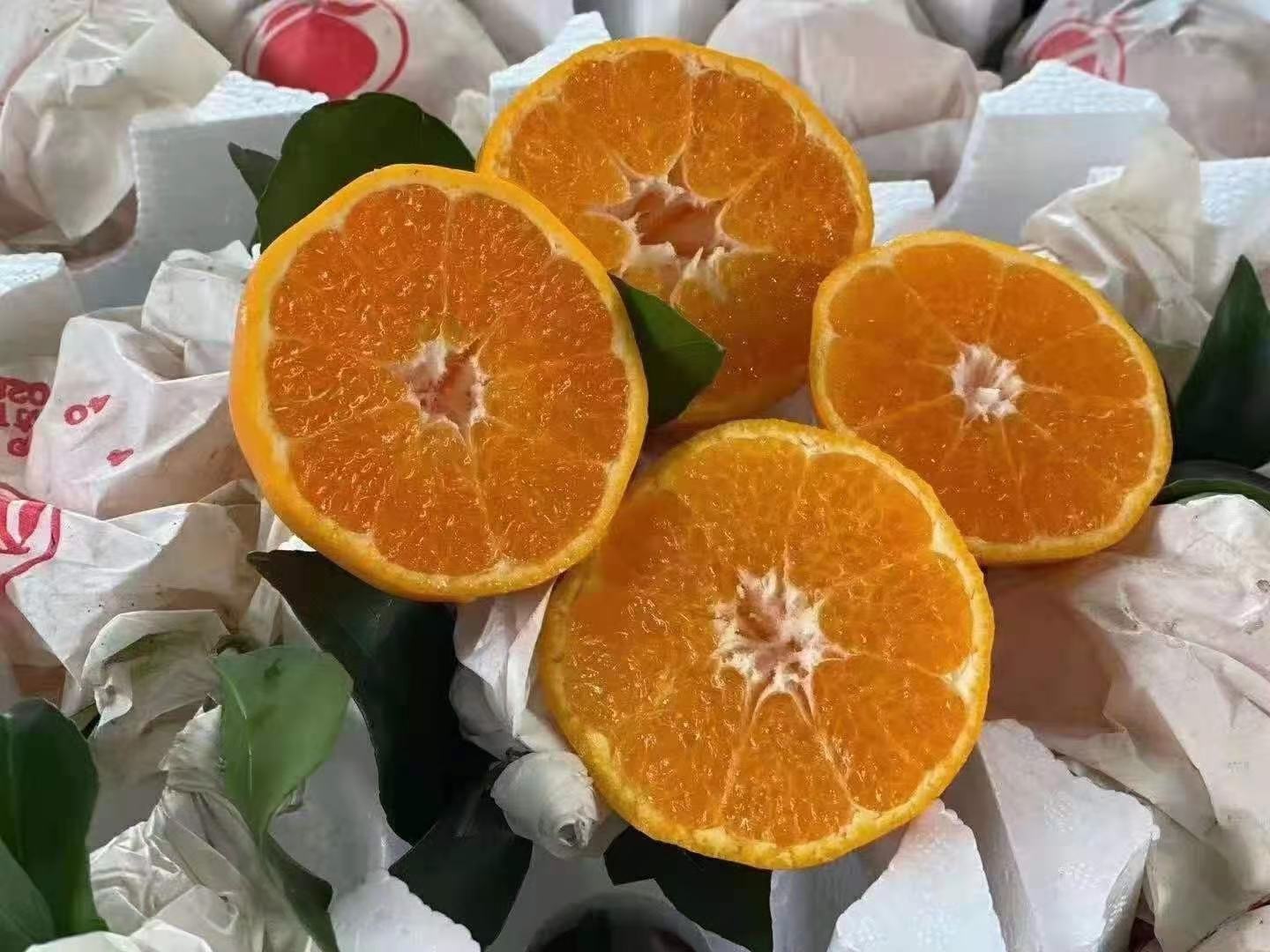 不知火柑果肉切面特写,展示其多汁细腻的质地 不知火柑切开果肉特写