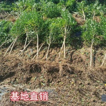【石榴树苗】突尼斯软籽石榴苗盆栽地载南
