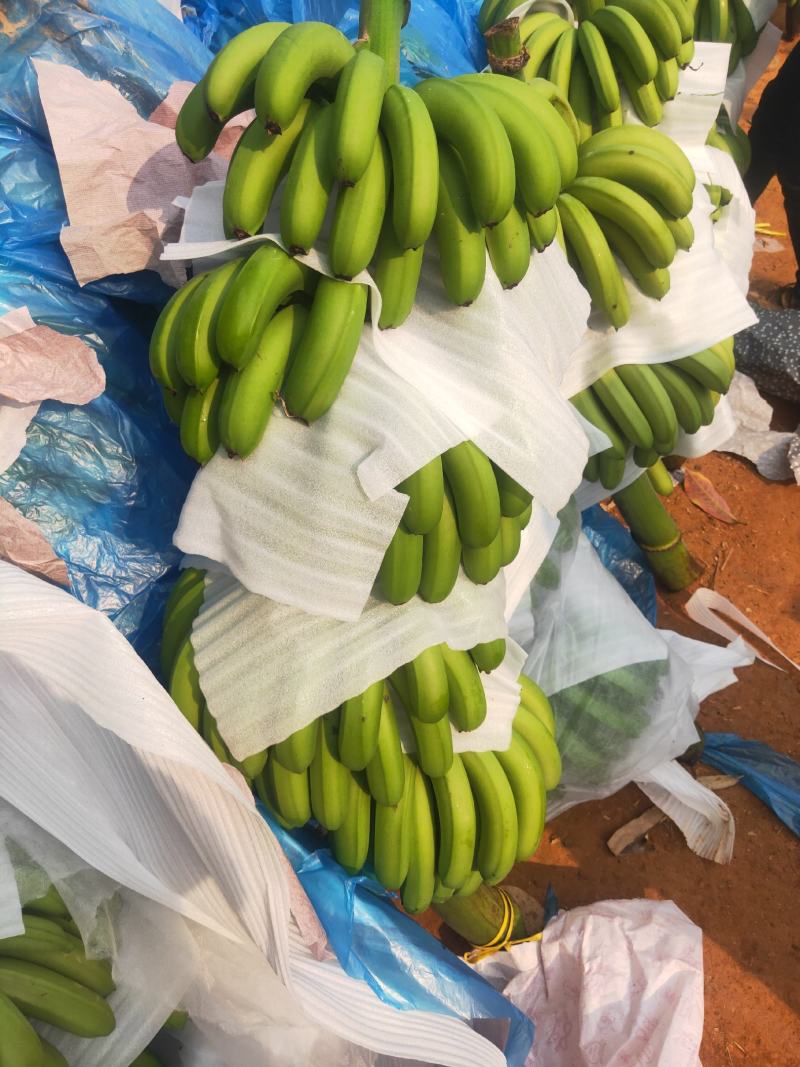 [香蕉批发]香蕉,云南西双版纳平地,山地老挝缅甸香蕉价格1.10元/斤 - 