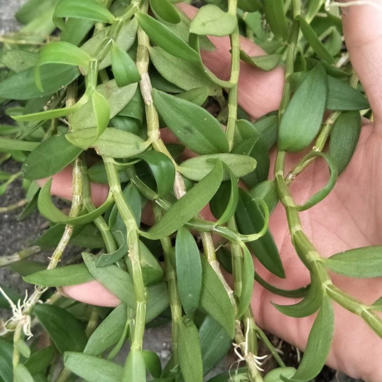 [石斛批发]野生小黄草 金耳环 小环草石斛 美花石斛价格35.