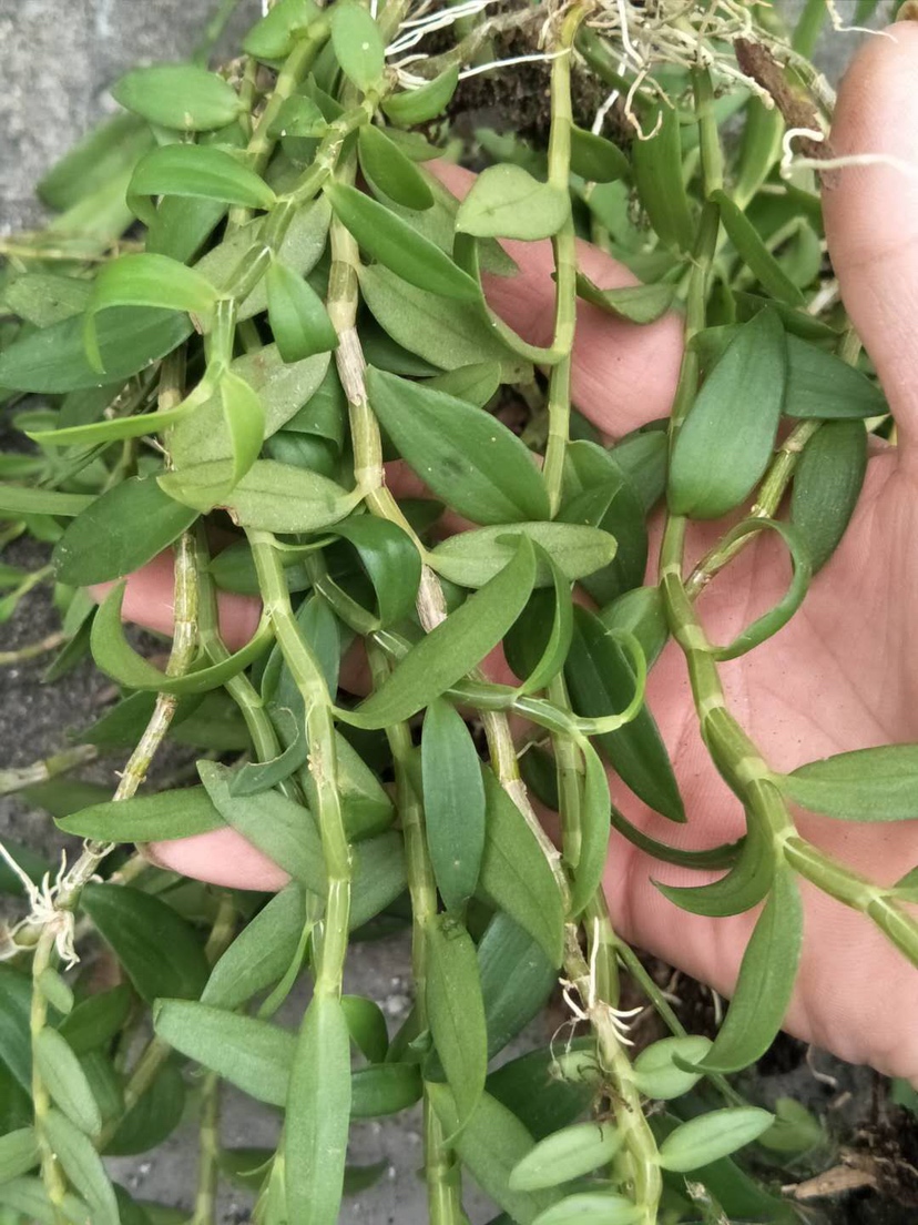 [石斛批发]野生小黄草 金耳环 小环草石斛 美花石斛价格35.