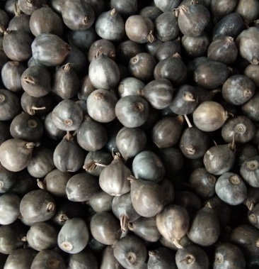 [薏米种子批发]新产大薏米种子 草珠子 硬壳薏米 菩