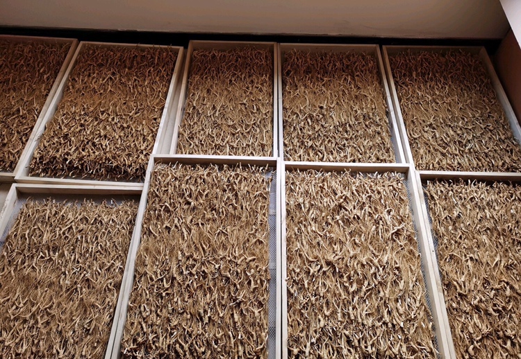 江西农村晾晒与包装豆参的场景