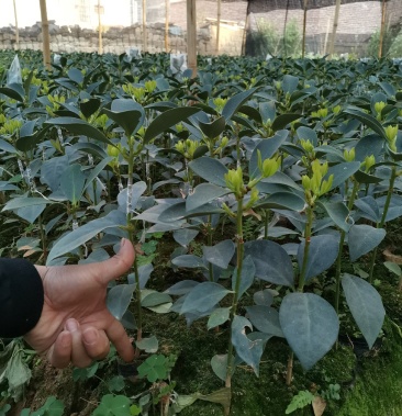 广西梧州藤县古龙镇八角树苗实生苗嫁接苗根须发达种植