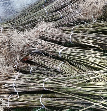 油桐树苗基地大量供货三年桐油桐树苗油桐树苗