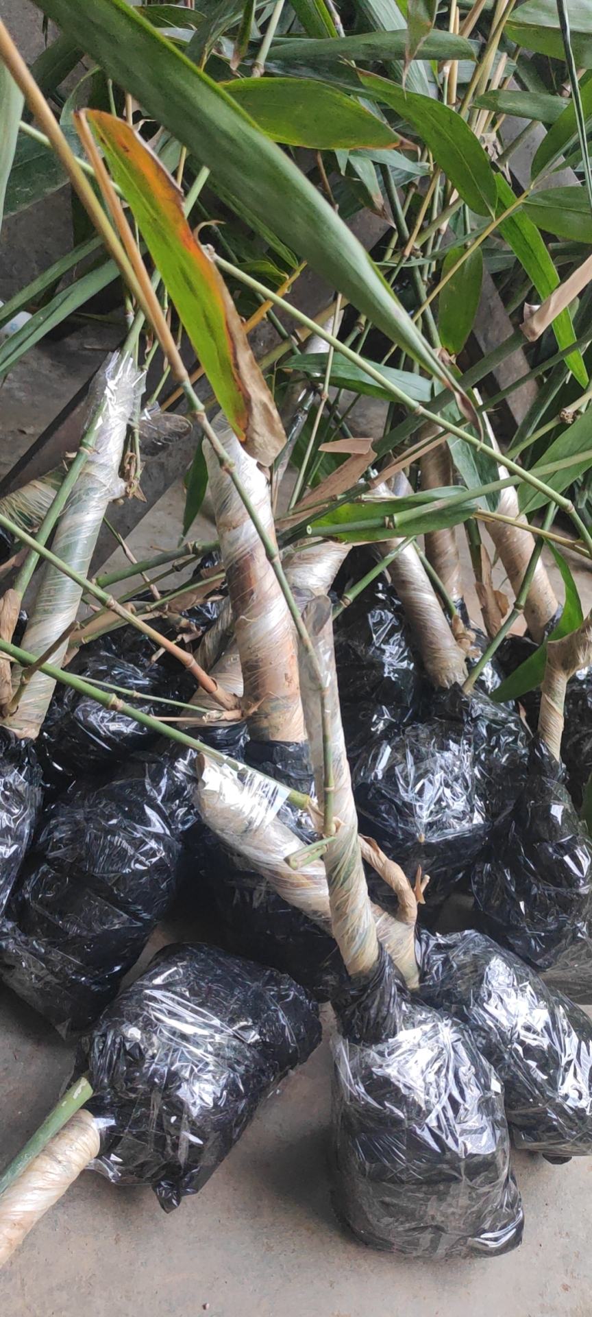 云南甜竹笋苗,当年出笋苗!亩产万元,包教技术!