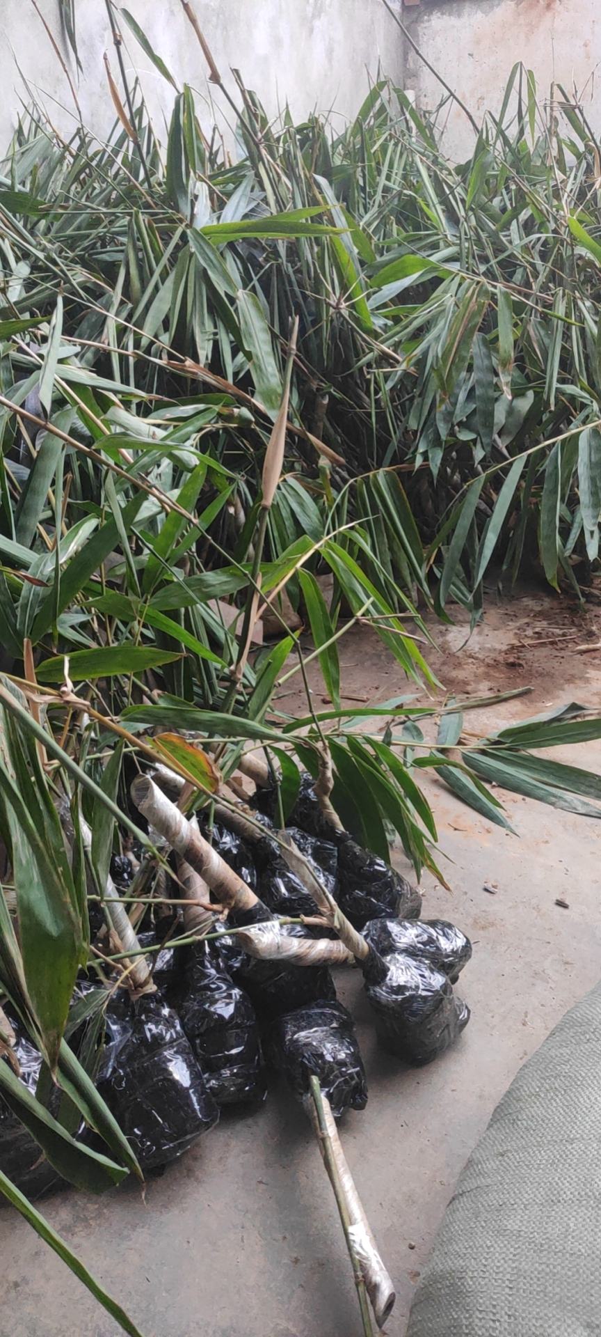 云南甜竹笋苗,当年出笋苗!亩产万元,包教技术!