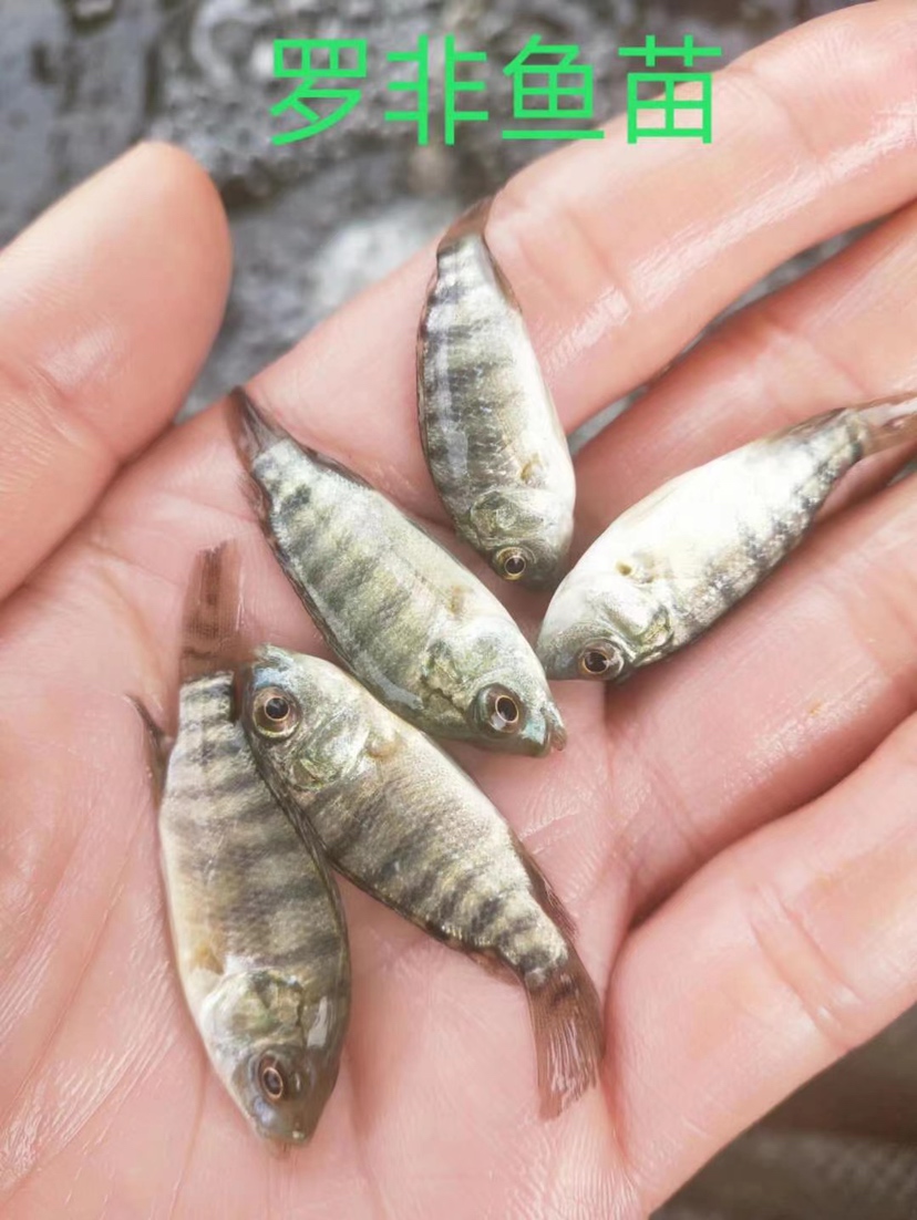 [罗非鱼苗批发]罗非鱼苗价格0.20元/尾 - 一亩田