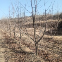 柿子树5---20公分规格都有柿子苗甜脆柿南方北方种植果苗